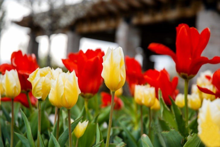 Planning for Your Flower Beds: Part I 1 Flower bed design service West Valley City, Utah